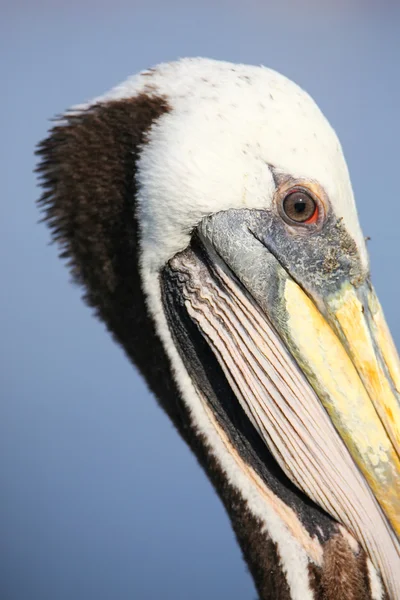 Retrato de Pelícano marrón en Bahía de Paracas, Perú — Foto de Stock