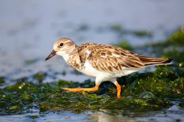 Ruddy Turnstone op het strand van Paracas Bay, Peru — Stockfoto