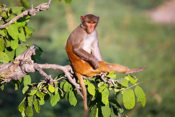 Rhesus macaque sentado em uma árvore perto de Galta Temple em Jaipur, Ra — Fotografia de Stock