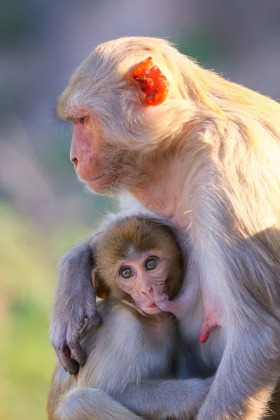 Rhesus macaque with a baby sitting near Galta Temple in Jaipur, — Stock Photo, Image