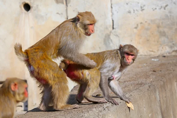 Rhesus macaques (Macaca mulatta) sitting on a wall in Jaipur, In — Stock Photo, Image