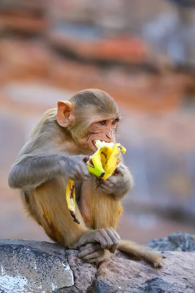 Rhesus macaco comiendo plátano en el templo de Galta en Jaipur, Rajastha —  Fotos de Stock