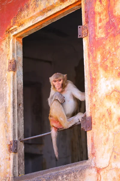 Makak Rhesus (Macaca mulatta) siedzi w oknie w Jaipur, I — Zdjęcie stockowe