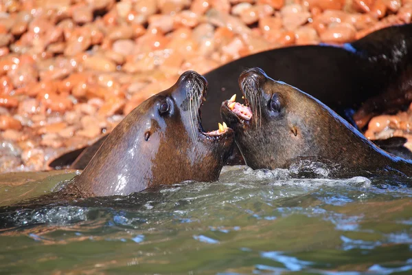 Coppia di leoni marini sudamericani che giocano in acqua a Balle — Foto Stock