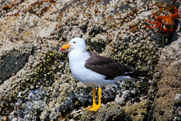 Belcher 's Gull nas Ilhas Ballestas Reserve no Peru — Fotografia de Stock