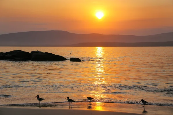 Lever de soleil à La Mina Beach avec des bécasseaux silhouettes, Paracas Na — Photo