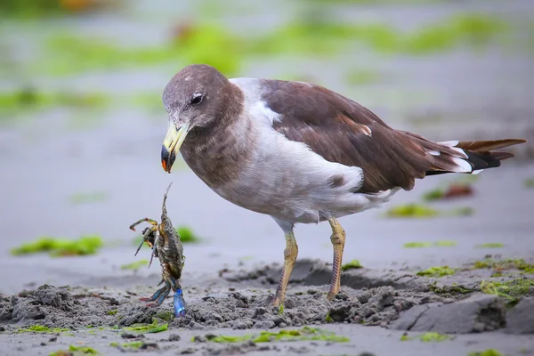 Belcher-Möwe frisst Krabbe am Strand von Paracas Bay, Peru — Stockfoto