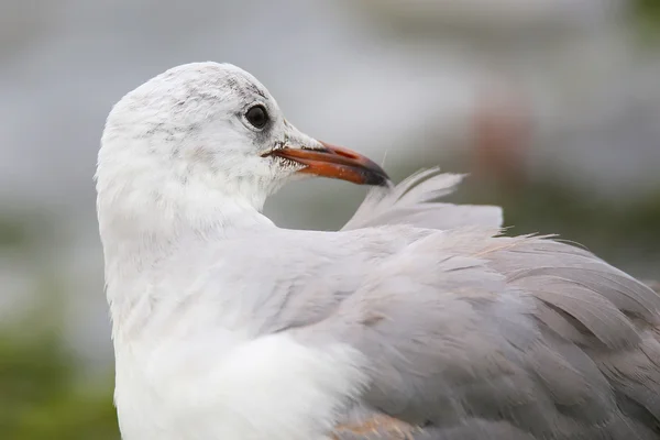 Mouette à tête grise sur une plage de la baie de Paracas, Pérou — Photo