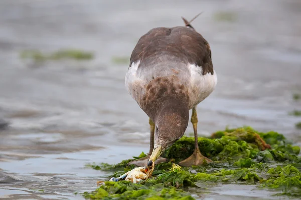 Belcher's Gull eating crab on the beach of Paracas Bay, Peru — Stock Photo, Image