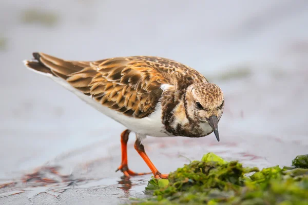 ペルーのパラカス湾の海岸にあるラディ・ターンストーン — ストック写真