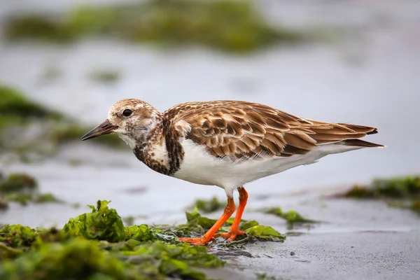 Ruddy Turnstone on the beach of Paracas Bay, Peru — Stock Photo, Image