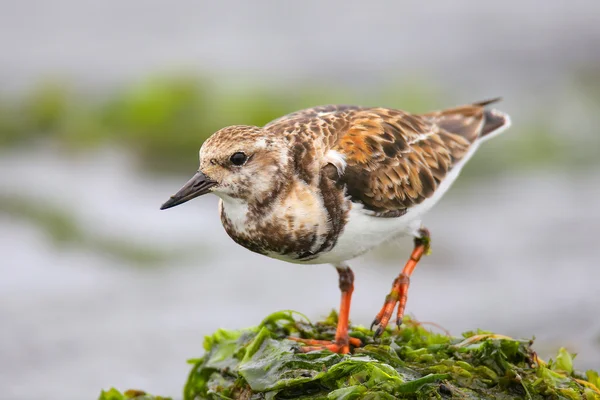 Ruddy Turnstone sulla spiaggia di Paracas Bay, Perù — Foto Stock