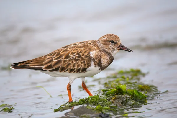 Ruddy Turnstone en la playa de la Bahía de Paracas, Perú — Foto de Stock