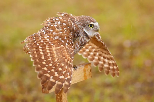 Burrowing Owl spreading wings in the rain — Stock Photo, Image