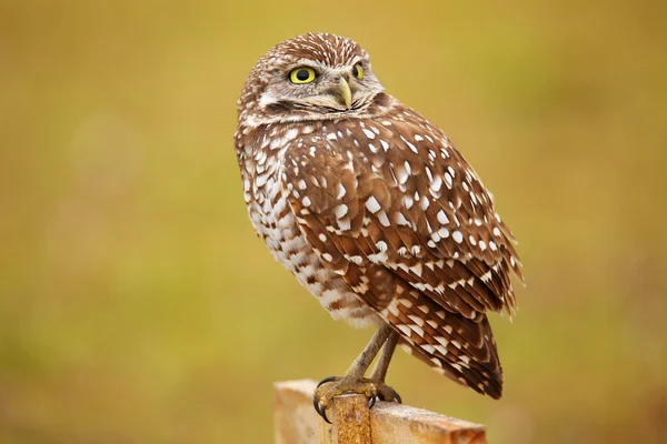 Gravende uil zittend op een pool — Stockfoto