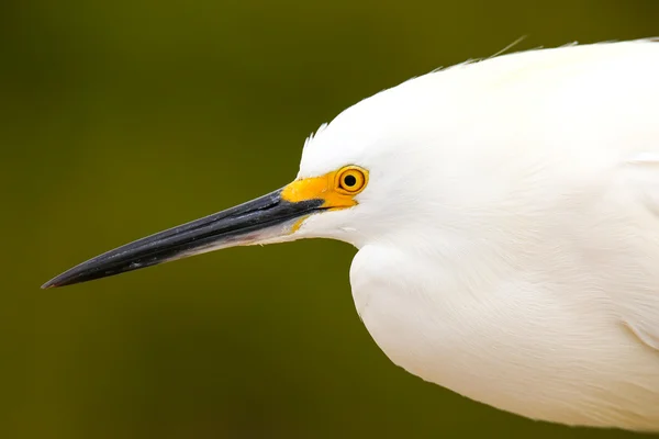 Retrato de egret nevado — Fotografia de Stock