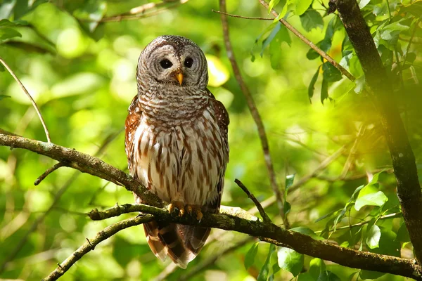 Puštík proužkovaný (Strix varia) sedí na stromě — Stock fotografie