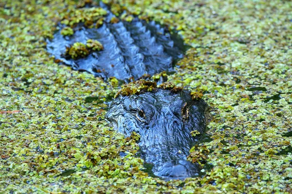 Alligator in a swamp — Stock Photo, Image