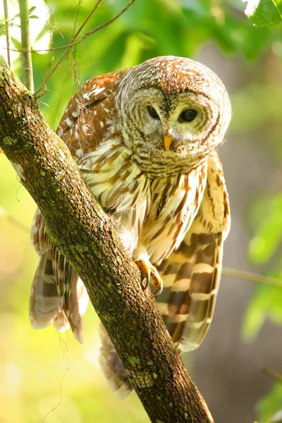 Puštík proužkovaný (Strix varia) sedí na stromě — Stock fotografie