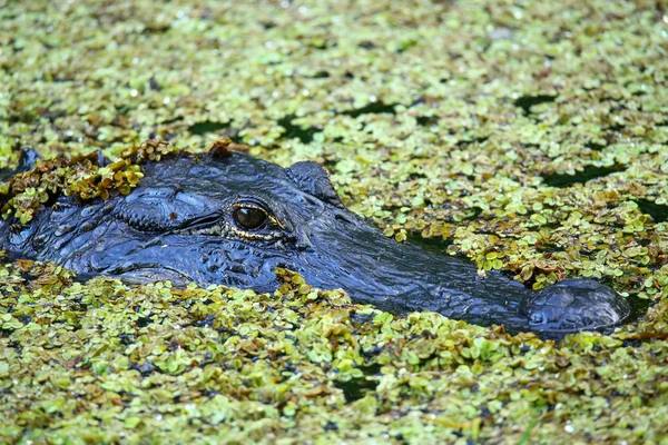 Retrato de cocodrilo flotando en un pantano —  Fotos de Stock