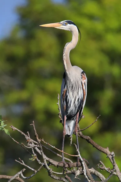 Great Blue Heron de pé em um galho de árvore. É o maior Não — Fotografia de Stock