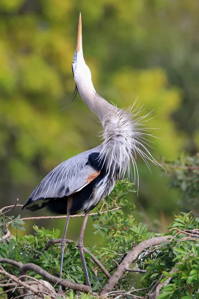 Great Blue Heron em exibição de panificação. É a maior North Am — Fotografia de Stock