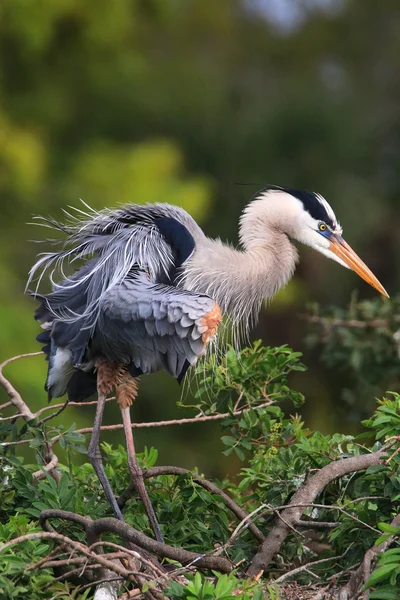 Great Blue Heron a abanar as suas penas. É o maior Norte — Fotografia de Stock