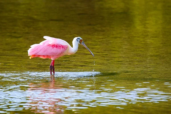 Pembe kaşıkçı (platalea ajaja) — Stok fotoğraf