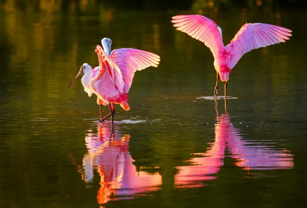 Roseate spoonbills (Platalea ajaja) — Stock Photo, Image