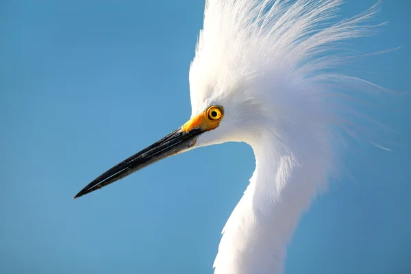 Porträt des Seidenreihers — Stockfoto