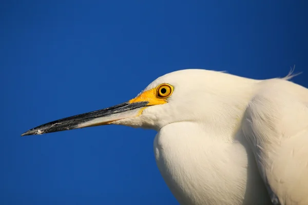 Retrato de egret nevado — Fotografia de Stock