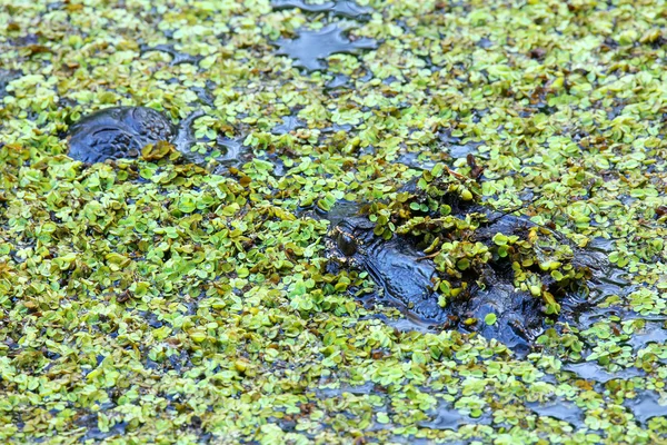 Retrato de jacaré flutuando em um pântano — Fotografia de Stock