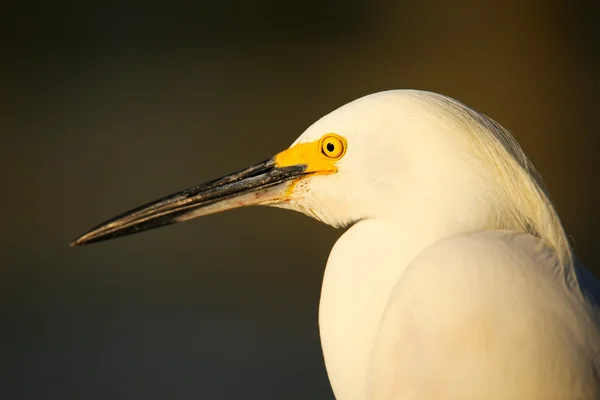 Retrato de egret nevado — Fotografia de Stock