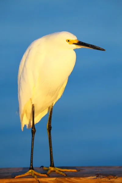 Egret nevado (egretta thula) — Fotografia de Stock