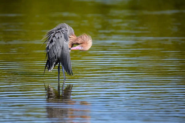 Reddish egret (Egretta rufescens) — Stock Photo, Image