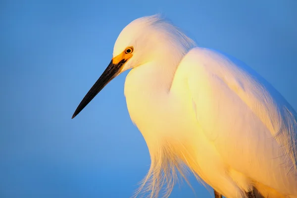 Portret van Snowy Egret — Stockfoto