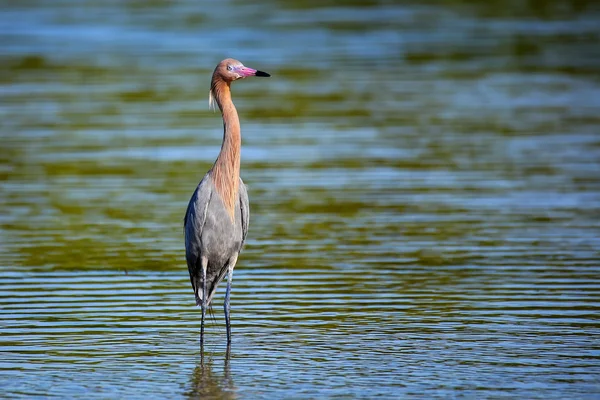 Чапля червонувато (Egretta rufescens) — стокове фото