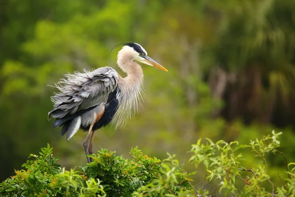 Great Blue Heron ruffling its feathers. It is the largest North — Stock Photo, Image