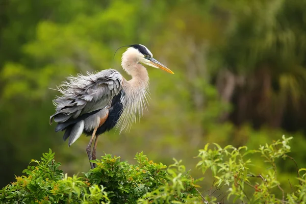 Great Blue Heron a abanar as suas penas. É o maior Norte — Fotografia de Stock