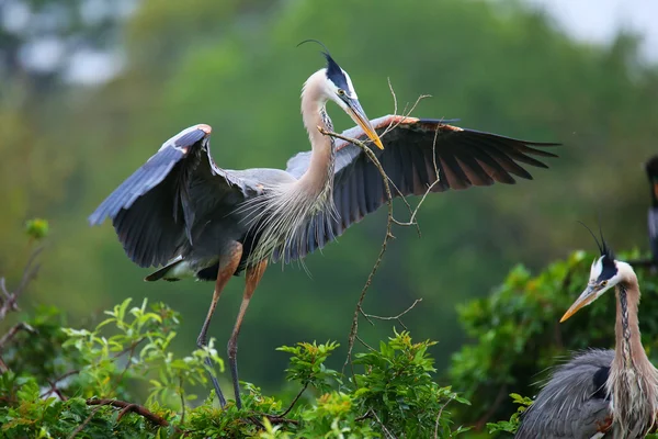 Great Blue Heron with nesting material in its beak. It is the la — Stock Photo, Image