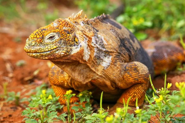 Iguana de la Tierra de Galápagos en Isla Seymour Norte, Galápagos Nationa — Foto de Stock