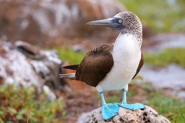 Booby de pés azuis na Ilha Seymour do Norte, Galápagos National Pa — Fotografia de Stock