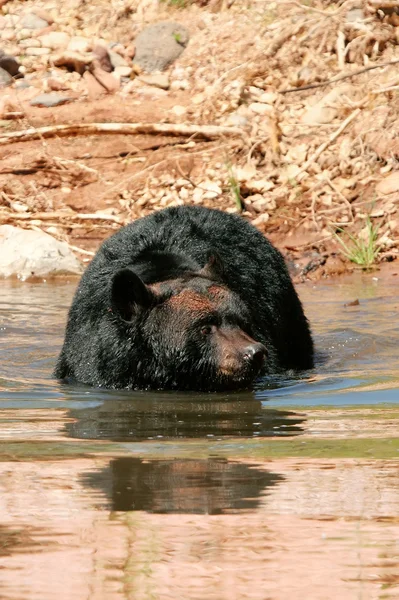Fekete medve, úszni a vízben — Stock Fotó