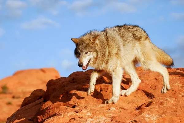 Gri Kurt (Canis lupus) — Stok fotoğraf