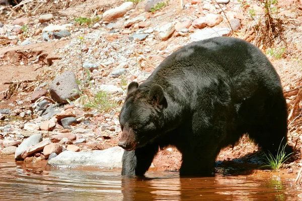 American black bear going into the water — Stock Photo, Image