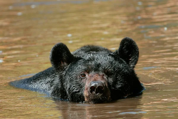 Amerykański czarny niedźwiedź pływanie w rzece — Zdjęcie stockowe