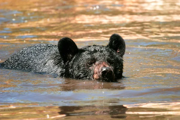Американский черный медведь плавает в воде — стоковое фото