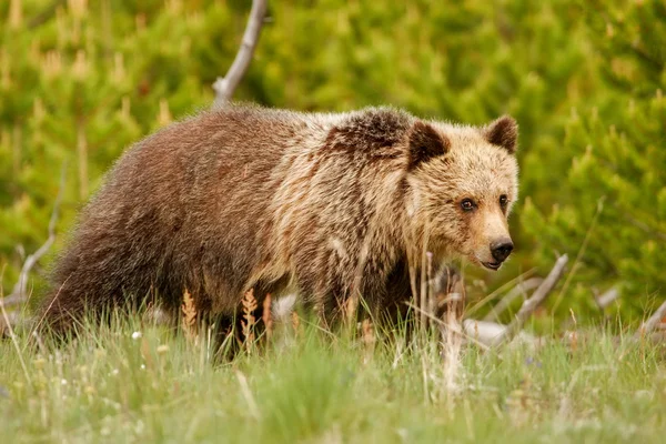 Giovane orso Grizzly nel Parco Nazionale di Yellowstone, Wyoming — Foto Stock