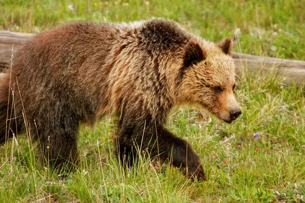 Młody niedźwiedź w Parku Narodowym Yellowstone, Wyoming — Zdjęcie stockowe