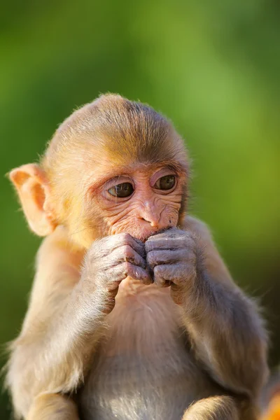 Portrait of Rhesus macaque eating Stock Photo